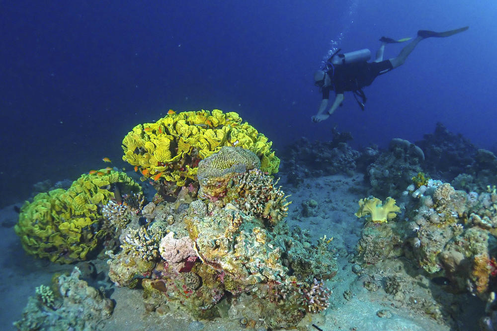Research object stone coral: Dr. Salah Amasheh, Professor Veterinary Physiology, investigates how climate change affects corals and marine biodiversity.