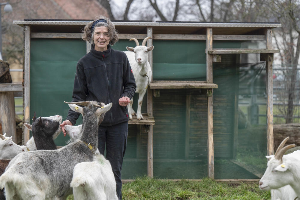 One of alumna Carola Fischer-Tenhagen's research objects is goats.