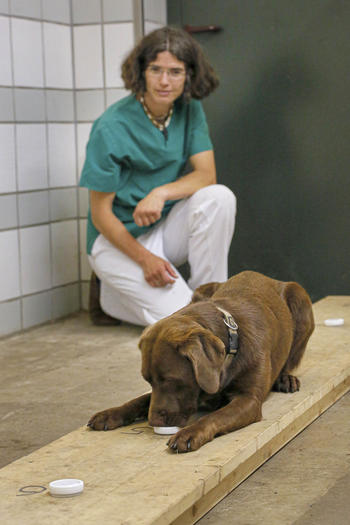 The Labrador dog Laila was trained to be used in various research projects at Freie Universität.