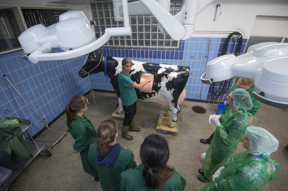 Model teaching: Carola Fischer-Tenhagen uses a model cow to show how a C-section must be prepared.