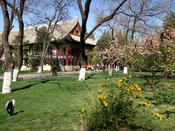 Peking University