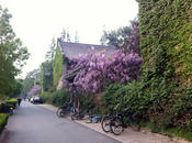 Peking University