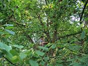 The cherries in the International House's garden are too tempting for a participant at an International Club event!