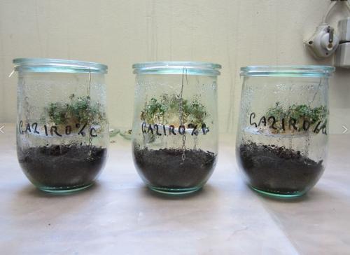 Germination trials