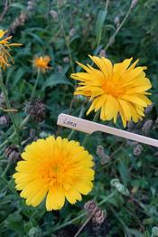 Calendula Lena