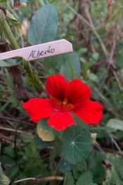 Kazuzinerkresse Alberto