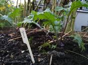 Kohlrabi Oyuna