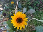Sonnenblume Christian