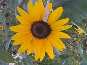 Sonnenblume Siôn