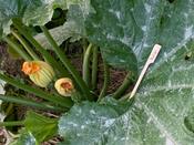 Zucchini Philipp II