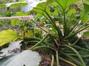 Zucchini Philipp IV