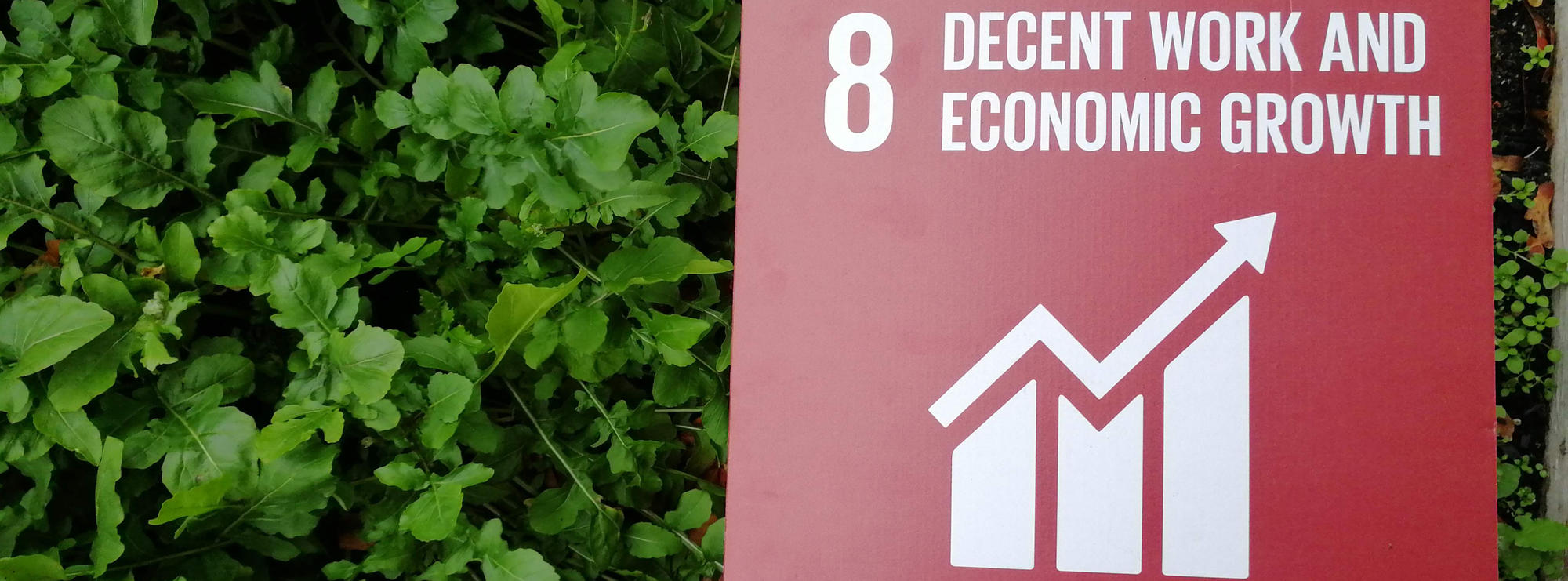 SDG goal Economic Growth