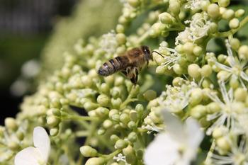 Honeybee
