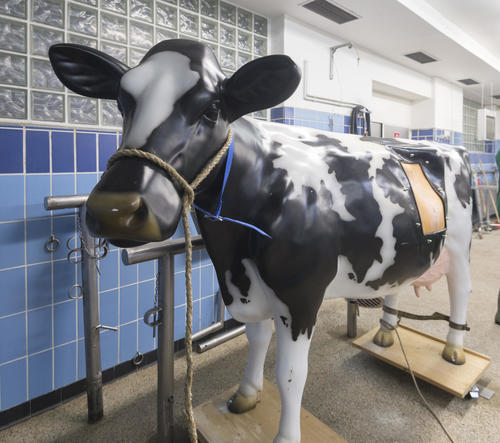 tiergyn, Tierklinik für Fortpflanzung