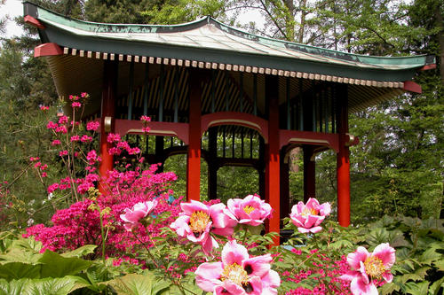 Im Mai blühen die Strauchpfingstrosen vor dem Japan-Pavillon des Botanischen Gartens.