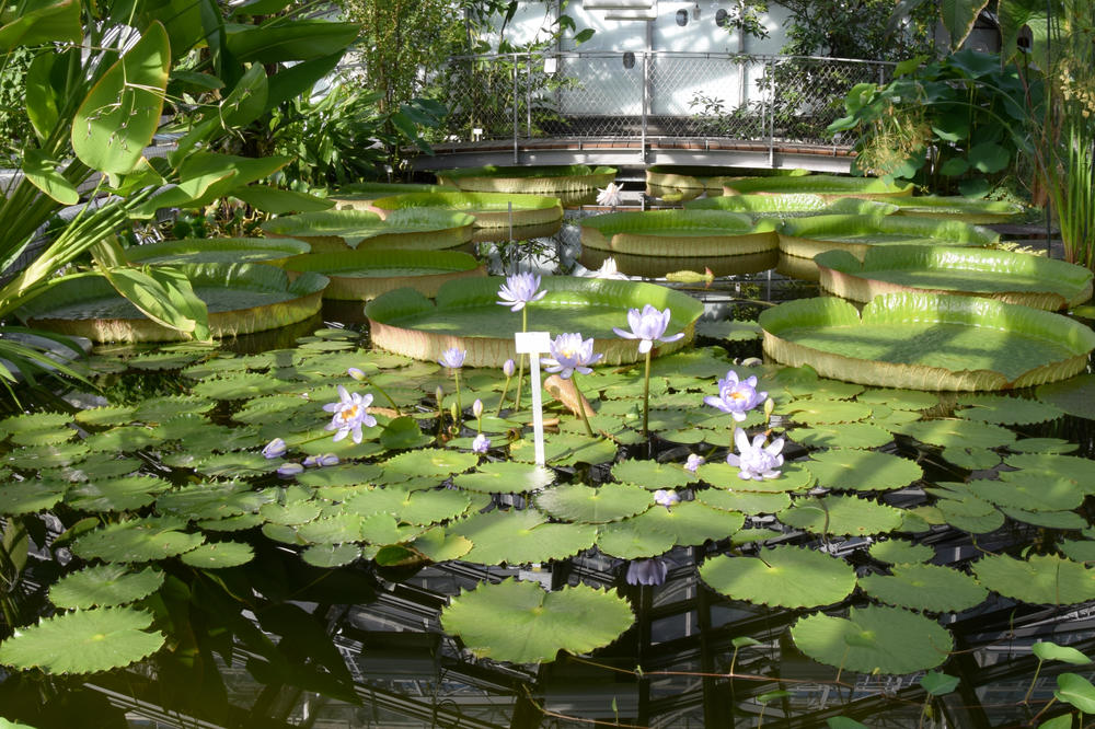 Die Riesenseerosen und Seerosen zeigen im Juni wieder ihre Blüten.