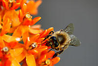 Das Bestäuben von Nutzpflanzen durch Bienen ist überlebenswichtig für die Landwirtschaft