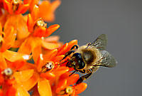 Pollination of crops by honeybees is crucial for agriculture.