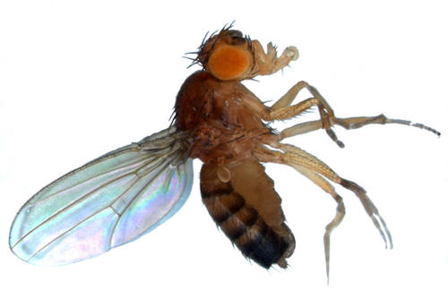 Forschungsobjekt münsterscher Neurobiologen: eine Fruchtfliege der Art Drosophila melanogaster