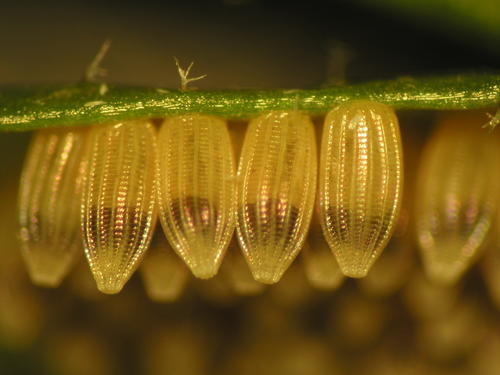 Eier eines Schmetterlings (Kohlweißling) am Blatt