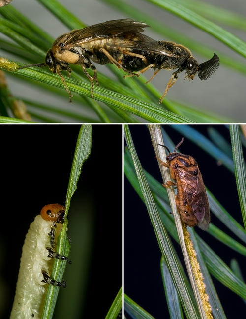 oben: Paarung von Blattwespenweibchen und -männchen. unten links: Blattwespenlarve. Unten rechts: Blattwespenweibchen bei der Eiablage.