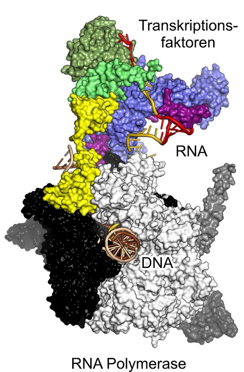 3D-Strukturmodell eines Transkriptionskomplexes
