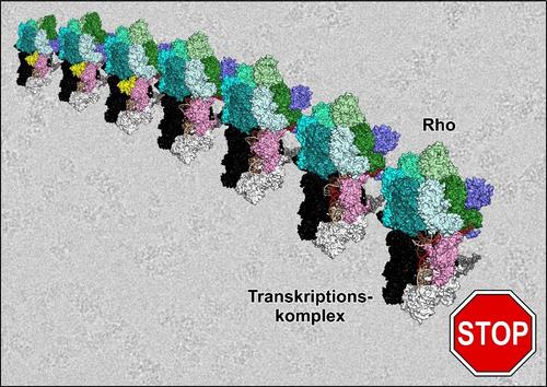 Kryo-EM-Strukturen, die das Rho-Protein auf dem Weg zur Termination eines Transkriptionskomplexes zeigen.
