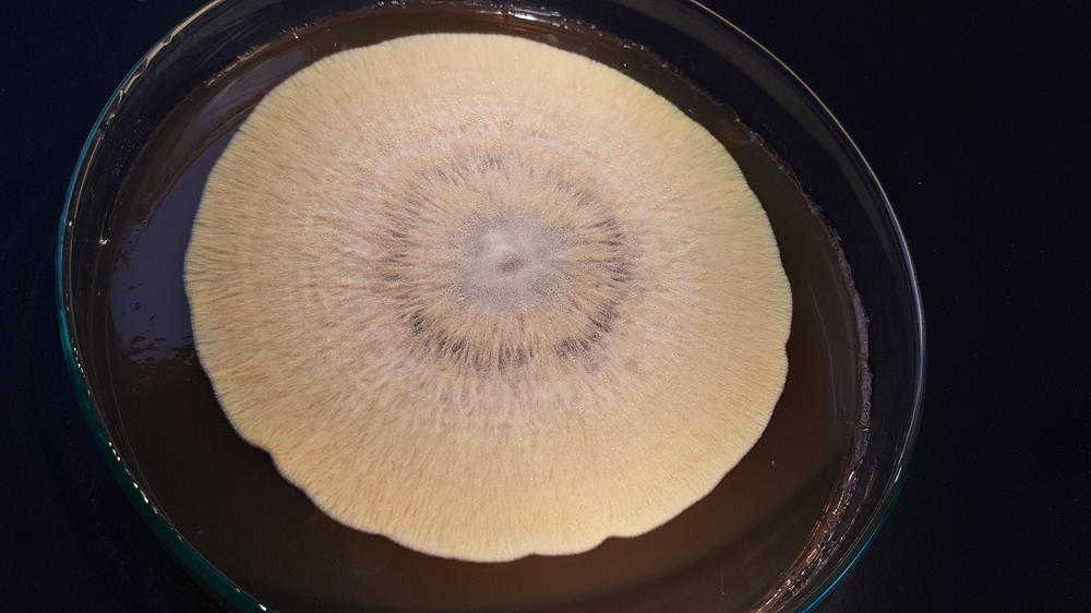 Bodenpilz