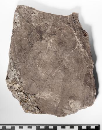 Fossile Pflanzen wie das Aronstabgewächs Afrocasia sind ein Indikator für tropische Regenwälder in der späten Kreidezeit.