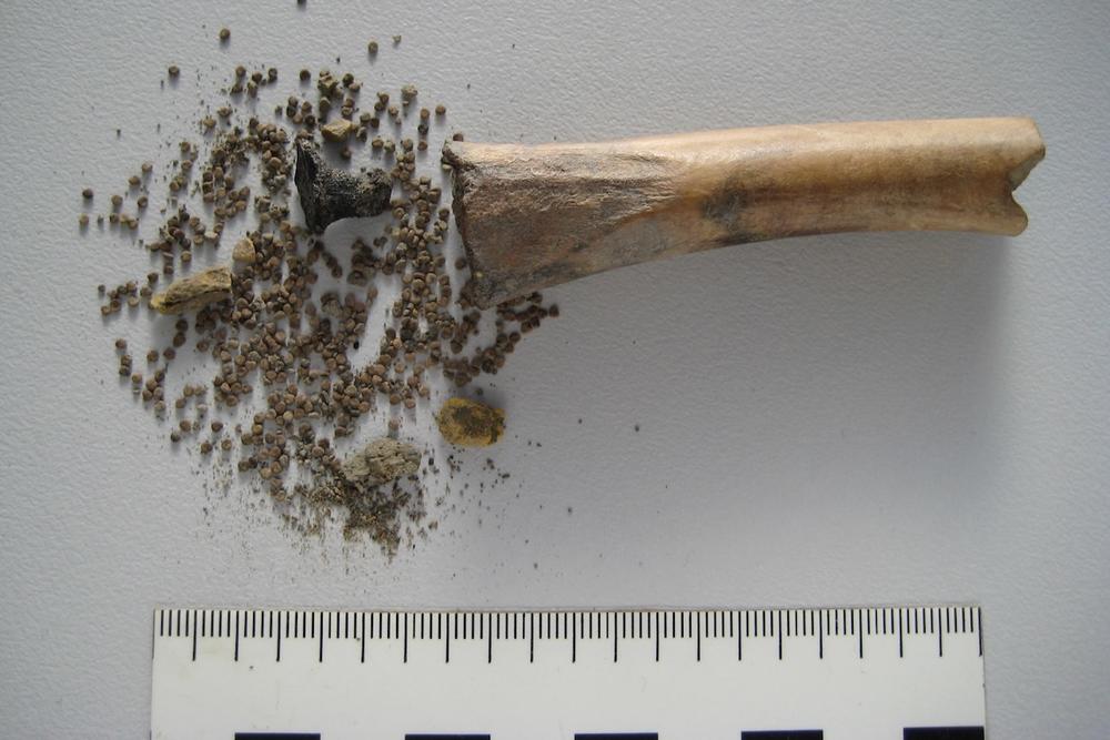 Ausgehöhlter Tierknochen mit Samen des Bilsenkrauts