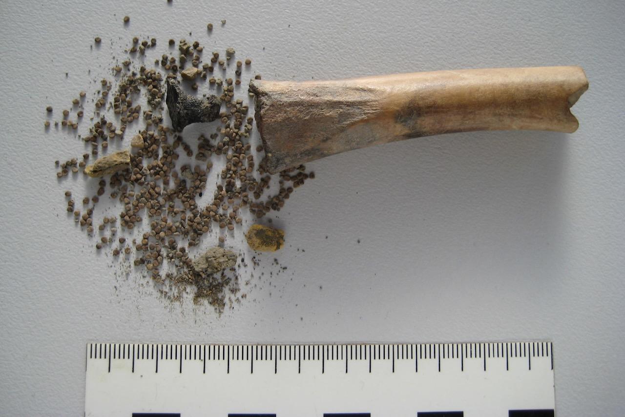 Ausgehöhlter Tierknochen mit Samen des Bilsenkrauts
