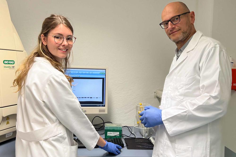 Forschen in der Arbeitsgruppe „Epitheliale Barriere“ an der Wirkung von Inhaltsstoffen des nicht psychoaktiven Cannabidiols auf den Körper: Prof. Dr. Salah Amasheh (Veterinär-Physiologie) und die Doktorandin der Veterinär-Physiologie, Elisa Böhm.