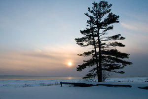 How intelligent is a pine tree? Researchers in the Applied Zoology / Animal Ecology Group are addressing this question.