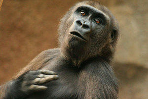 Many properties used to describe personality differences in humans also apply to nonhuman primates.