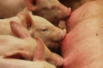 Ist das Schwein gesund, is(s)t es auch der Mensch.