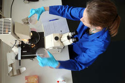 A new collaborative research center at Freie Universität studies protein structures at the cell membrane.