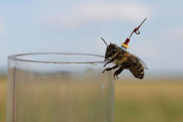Biologen und Informatiker der Freien Universität erforschen den Schwänzeltanz des Insekts mithilfe einer Roboterbiene. Um die Bienen zu orten, wurden sie mit einer Mini-Antenne versehen.