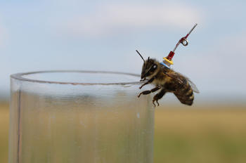 Biologen und Informatiker der Freien Universität erforschen den Schwänzeltanz des Insekts mithilfe einer Roboterbiene. Um die Bienen zu orten, wurden sie mit einer Mini-Antenne versehen.