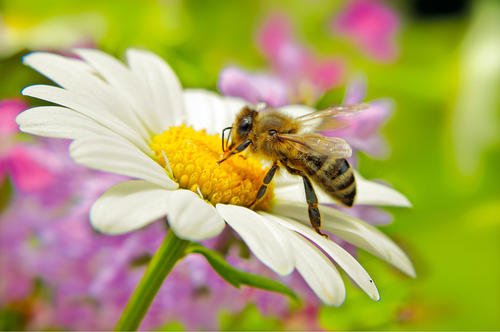 Älter als Dinosaurier: Bei Insekten wirken flexible Eiweißverbindungen gegen Bakterien, Viren und Pilze. Forscher vermuten, dass sie aus diesem Grund in der Evolutionsgeschichte so erfolgreich waren.