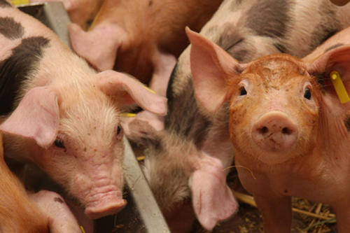 Gesündere Tiere durch weniger Medikamente. Veterinärmediziner der Freien Universität Berlin erforschen, ob und wie Probiotika den Einsatz von heute üblichen Arzneimitteln in der Tieraufzucht reduzieren können.