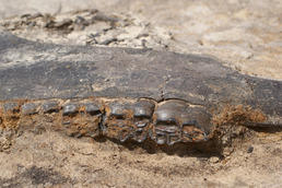 Erhaltungszustand der 130.000 Jahre alten Knochen: Unterkiefer eines Pferdes.