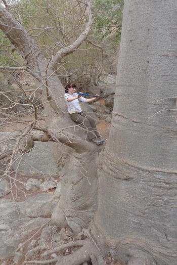 Franziska Slotta, wissenschaftliche Mitarbeiterin im Team von Frank Riedel, bereitet eine Bohrung an einem Baobab vor.