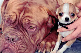 Große Hunde wie Bordeaux-Doggen leiden wie viele andere große und schwere Hunde vermehrt an Gelenkproblemen; die Kurzköpfigkeit der kleinen Chihuahuas kann zu Atemwegsproblemen führen.