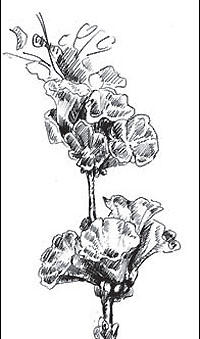 Bonamia spectabilis