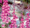 Fingerhut – Digitalis. 