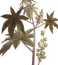 Bilder aus: Theodor Friedrich Ludwig Nees van Esenbeck, Plantae medicinales oder Sammlung offizineller Pflanzen (Düsseldorf, 1828) 