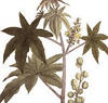 Plantae medicinales 