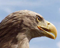 Seeadler