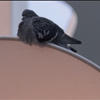 thumbnail_voegel