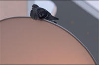 Die Vögel ergreifen Besitz von der Stadt